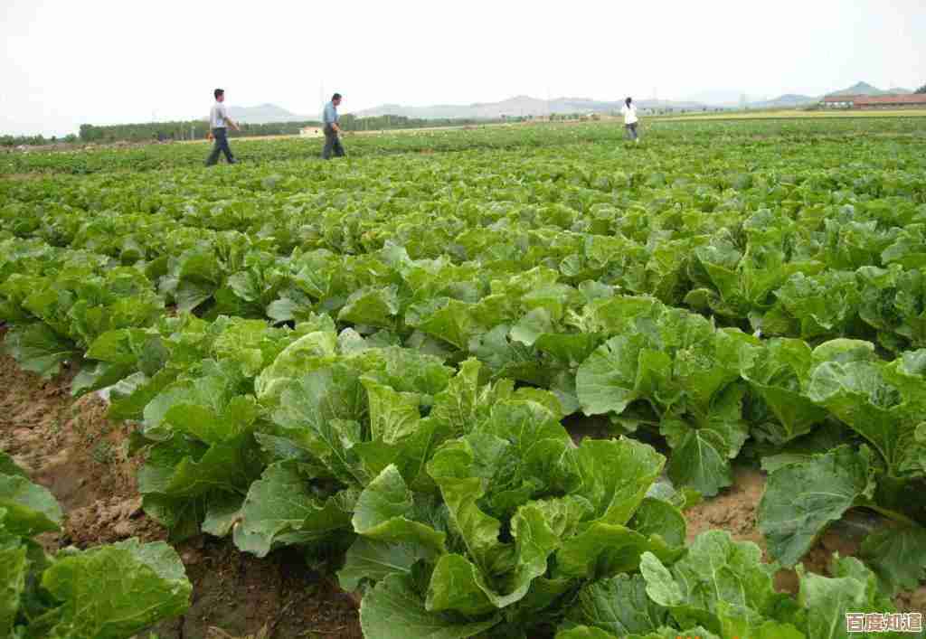 优化农业生产流程：大白菜系统实现高效种植与收益增长