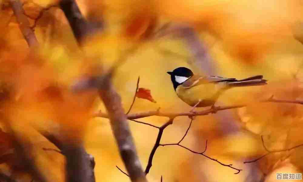 让小鸟壁纸装点你的屏幕，每日呈现自然之美与灵动生机尽收眼底