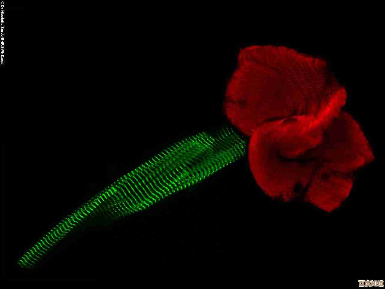 驱动蛋白研究新视角:深入解析细胞生命活动的动力之源 驱动蛋白研究新视角:深入解析细胞生命活动的动力之源