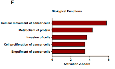 探索驱动蛋白在细胞机制中的核心作用与解密过程