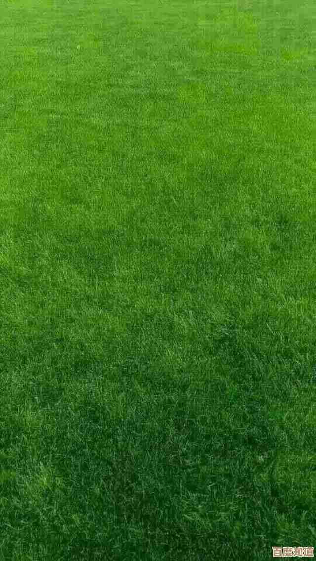 贴心之选：全方位解析适合老年人使用的定制手机型号