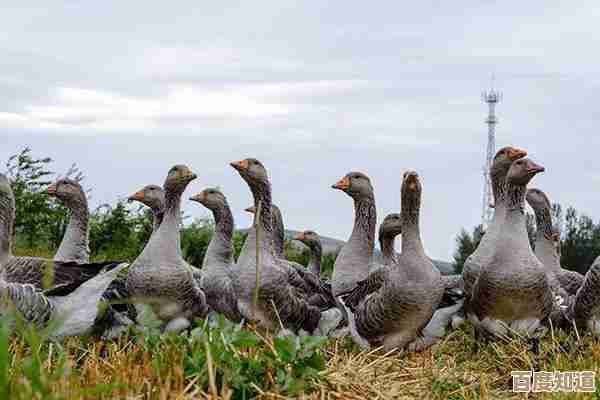 解锁电脑潜能：高端视频卡如何成为你高效工作与娱乐的强大后盾