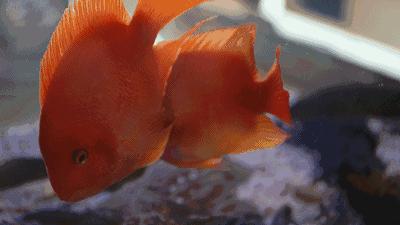 Windows 11动态壁纸设置与搜索方法详细教程