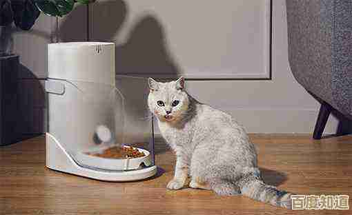 猫与路由器的奇妙融合：宠物科技带来的智能生活新体验