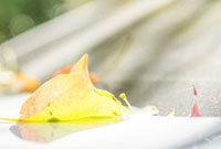 女生必备精美QQ头像合集，提升你的在线风采！