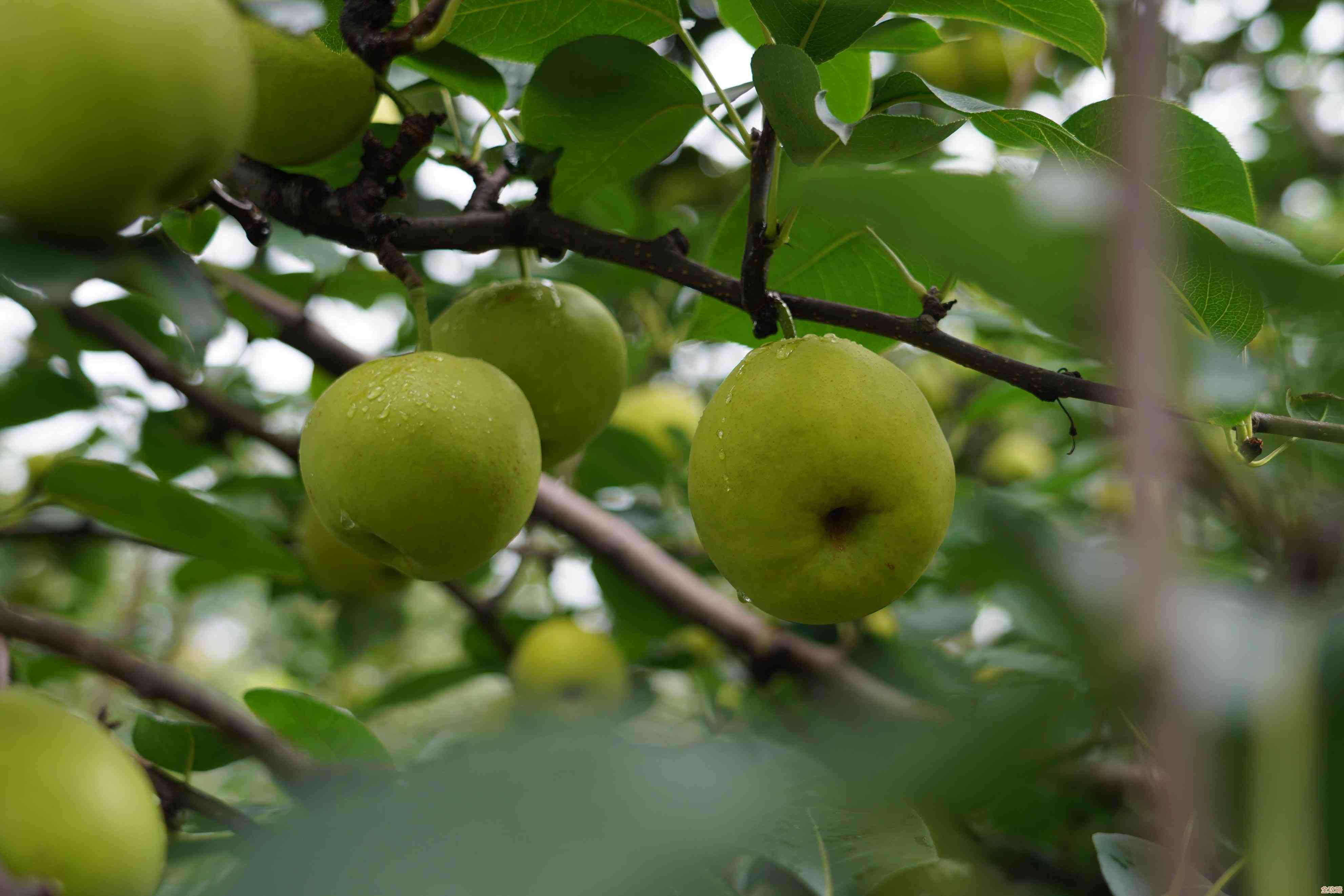 [苹果表情]邀您畅游果园仙境，尽享无尽果香与甜蜜滋味！