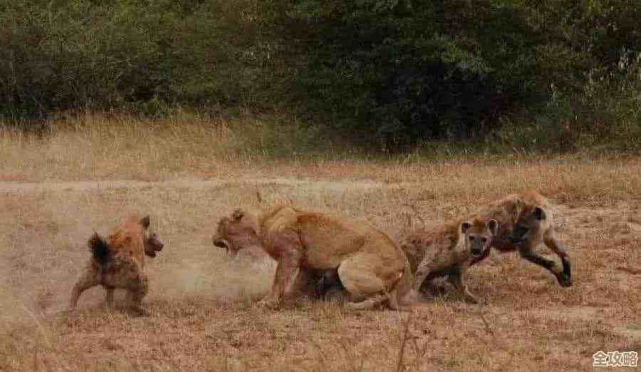 暗区突围镀金大狮子怎么拿？金狮雕像刷点和掉落几率说不全但给你方向