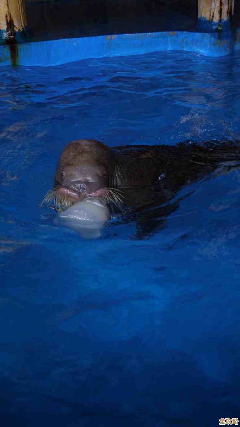 全面了解电脑系统必备软件，小鱼教您快速安装与实用技巧