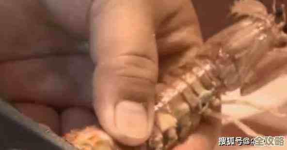 剥皮皮虾的详细步骤与技巧分享 剥皮皮虾的详细步骤与技巧分享