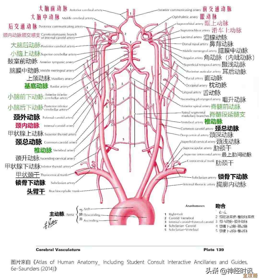 智能手机两大操作系统全解析：差异与优势一览