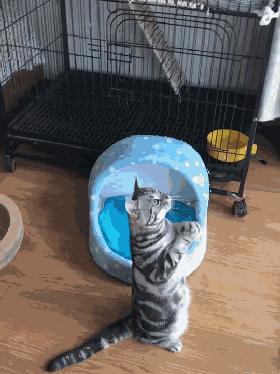 小鱼教你英雄联盟中高效回复好友消息的实用技巧