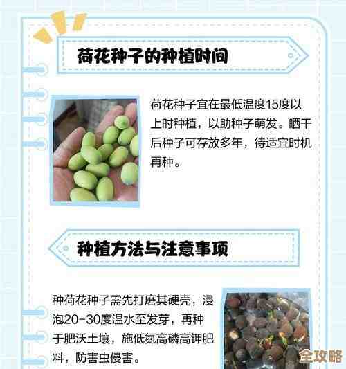 种子的正确使用步骤与技巧全面解析