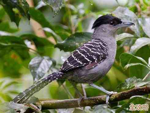 异色边缘公测礼包码.手慢无，私信我也行