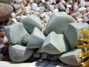 魔玉哪个属性好打啊我打了半天还没摸清