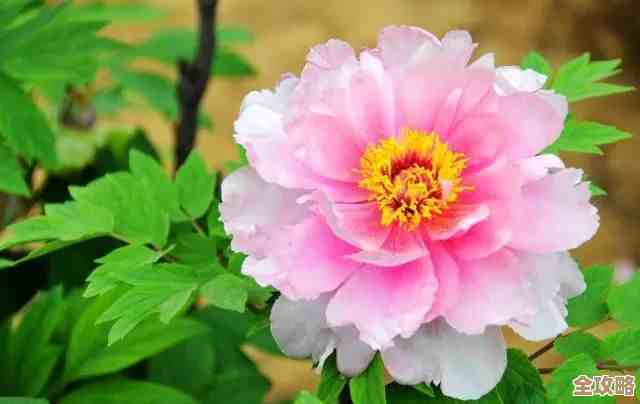 花亦山心之月花忱天工新装登场预热，游园惊鲤活动细节、抽卡几率和小坑点说说