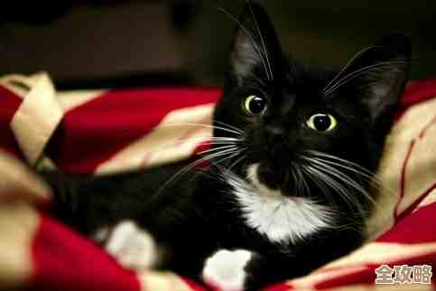 黑猫奇闻社街角偶遇攻略里，男主偶遇套路怎么触发说不清