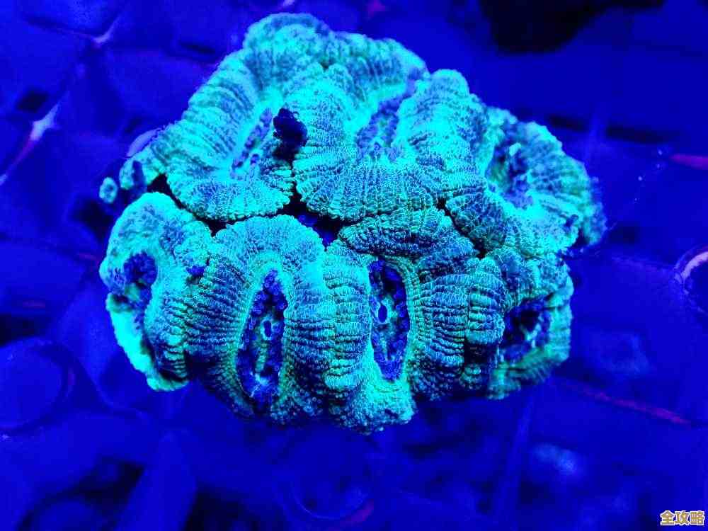 八字脑珊瑚之所以叫这个名字，大概是因为看起来就是个八字形状，谁能想到啦