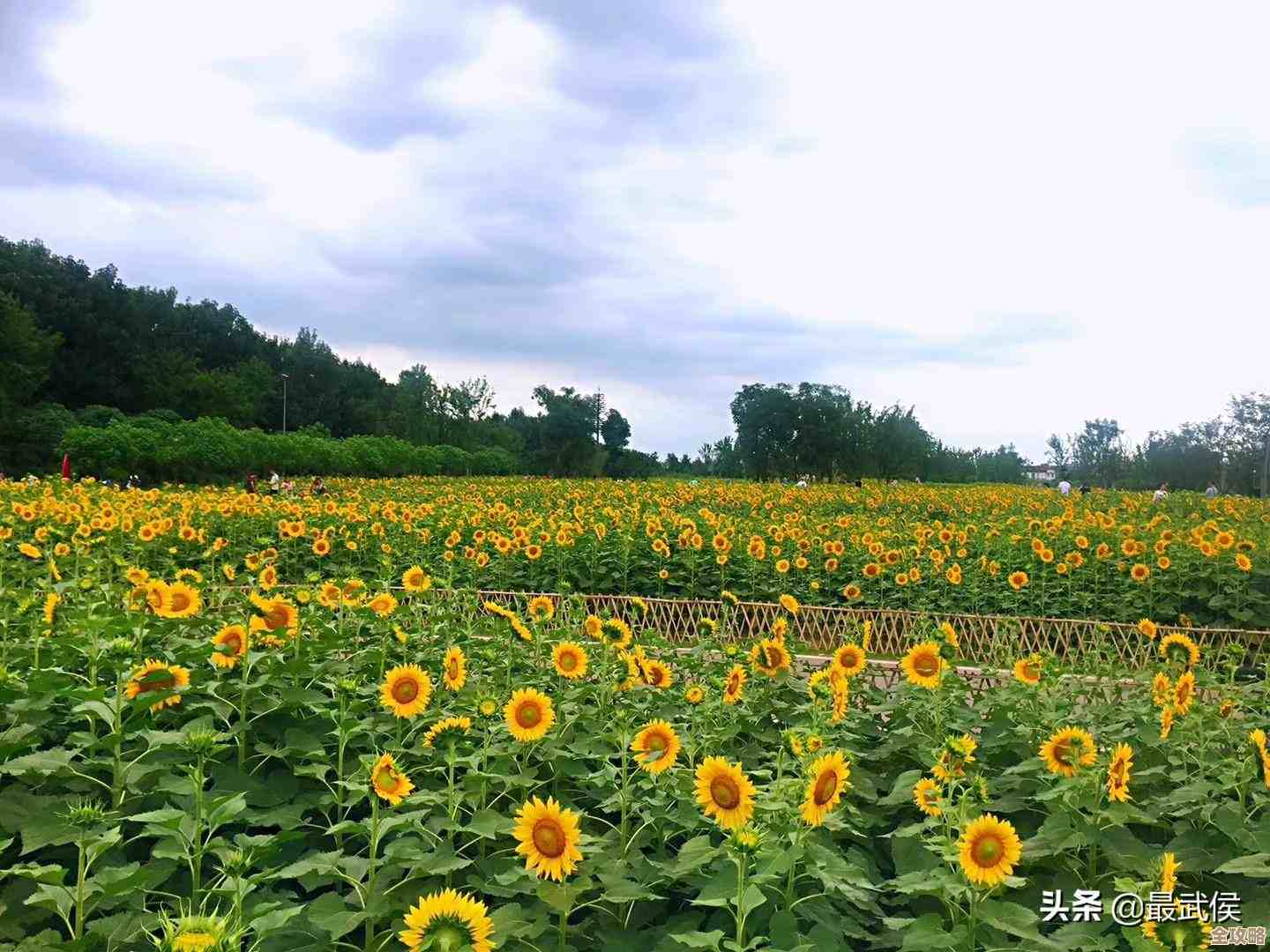 保卫向日葵里的西瓜巨人植物图鉴,长相打法就这儿翻一翻. 保卫向日葵里的西瓜巨人植物图鉴,长相打法就这儿翻一翻.