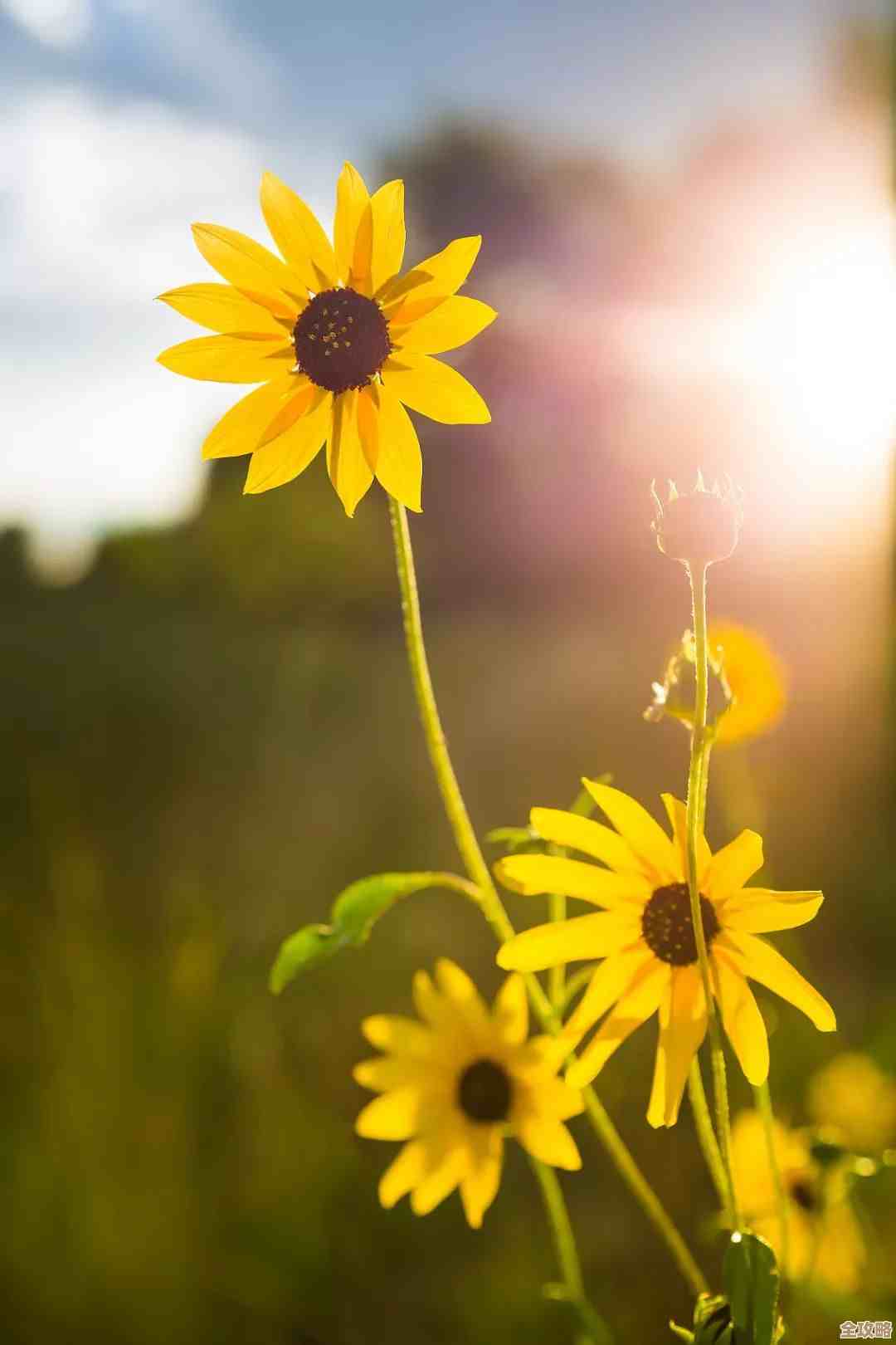 燕云十六声开封万事知蔷薇风信任务攻略，零零散散的过关技巧和小心得