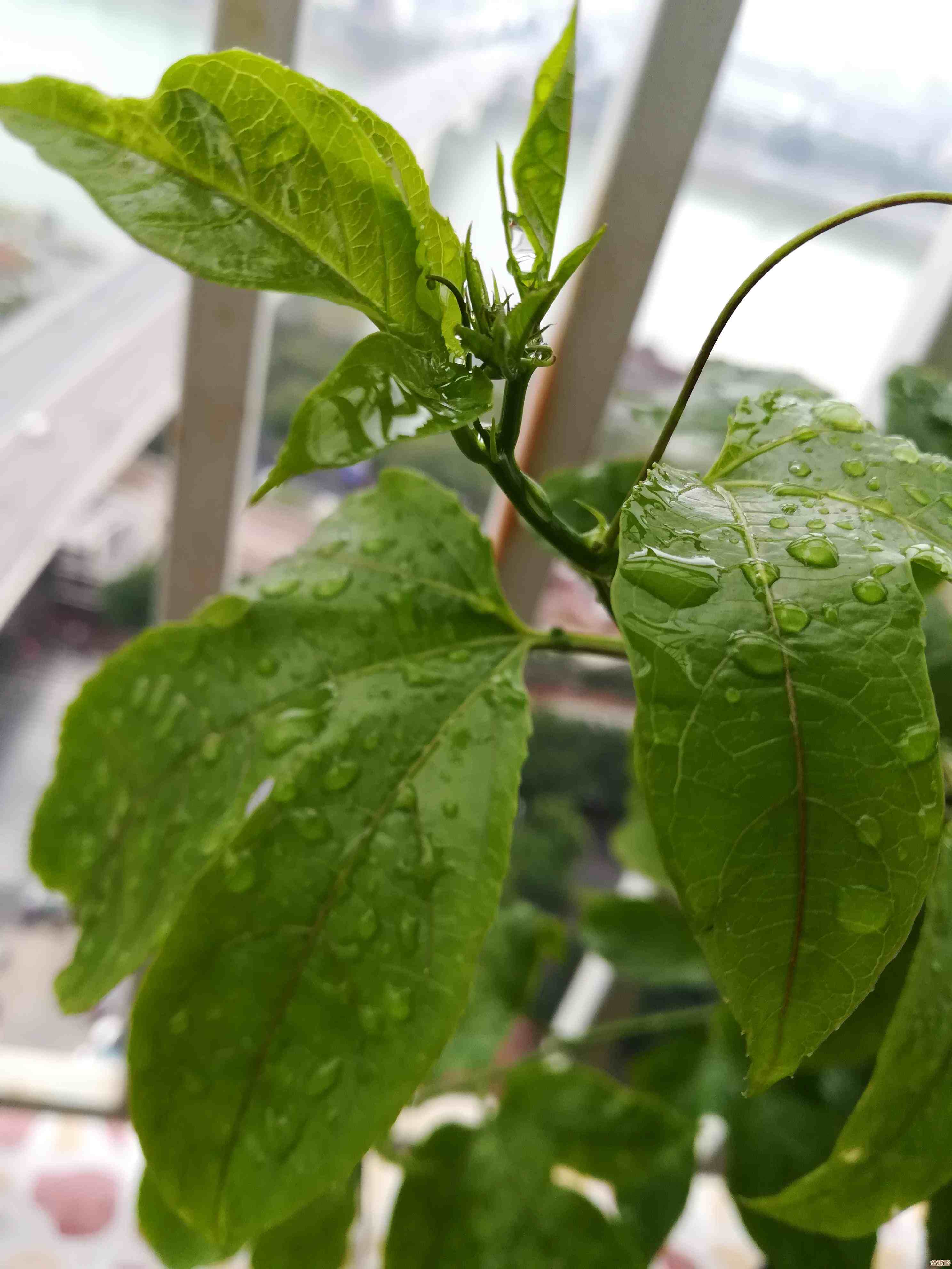 无限暖暖纪念山地宝箱攻略:灵感露珠、设计图藏在哪儿 无限暖暖纪念山地宝箱攻略:灵感露珠、设计图藏在哪儿