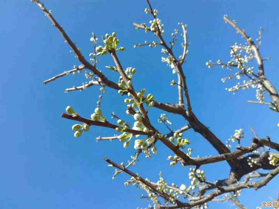 无限暖暖纪念山地宝箱攻略:灵感露珠、设计图藏在哪儿 无限暖暖纪念山地宝箱攻略:灵感露珠、设计图藏在哪儿