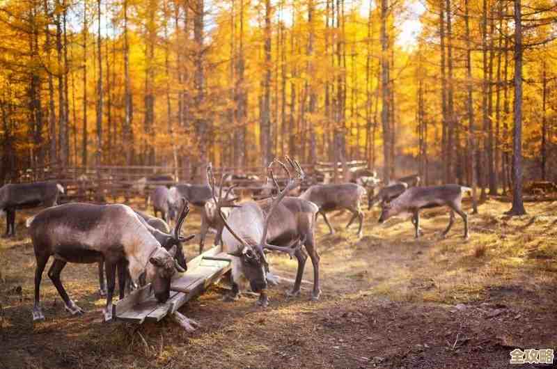 说说燕云十六声里鹿食林位置和那些容易错过的点
