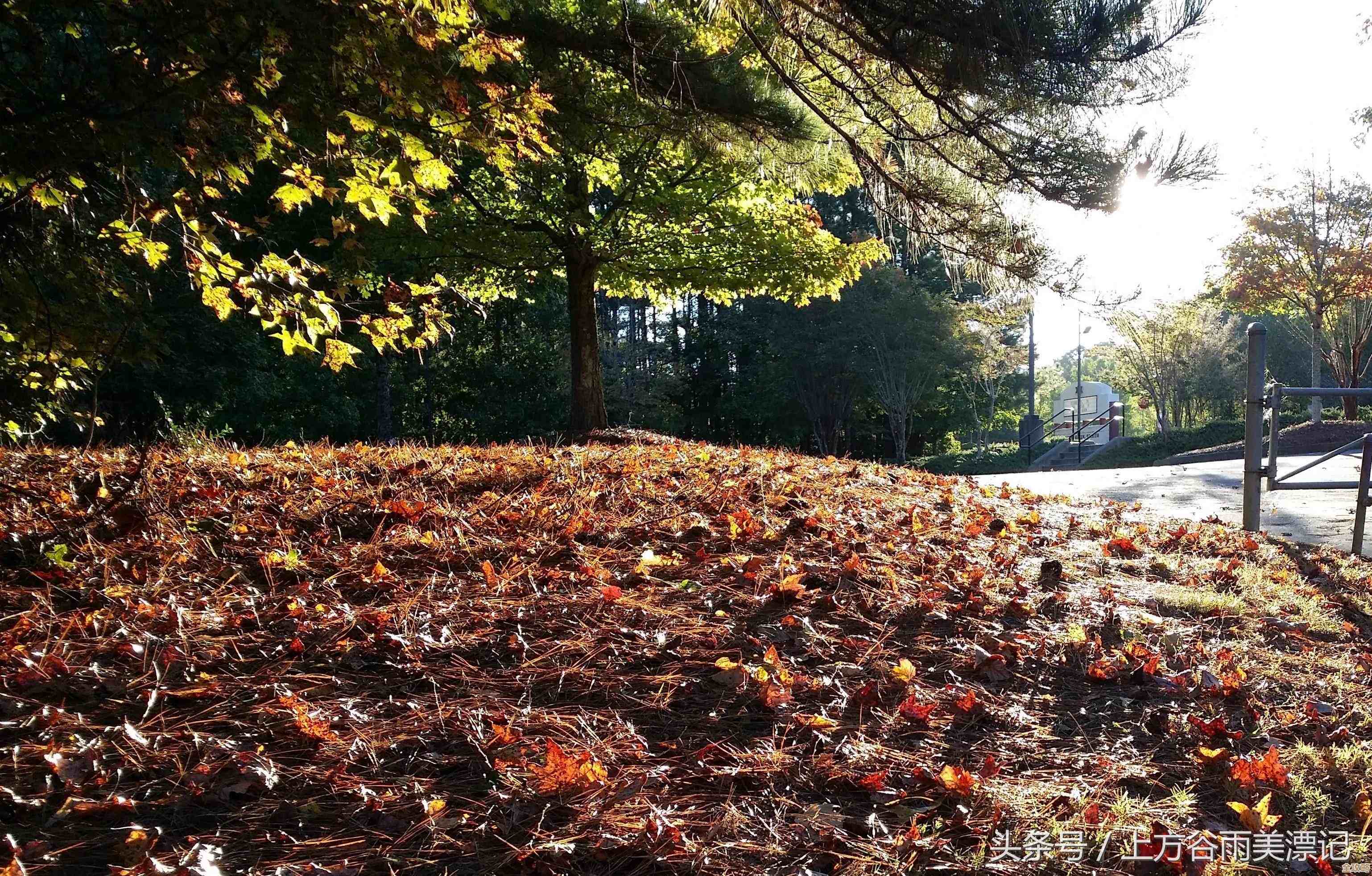 城市天际线入门：哪张地图最省心，适合慢慢摸索那种吧