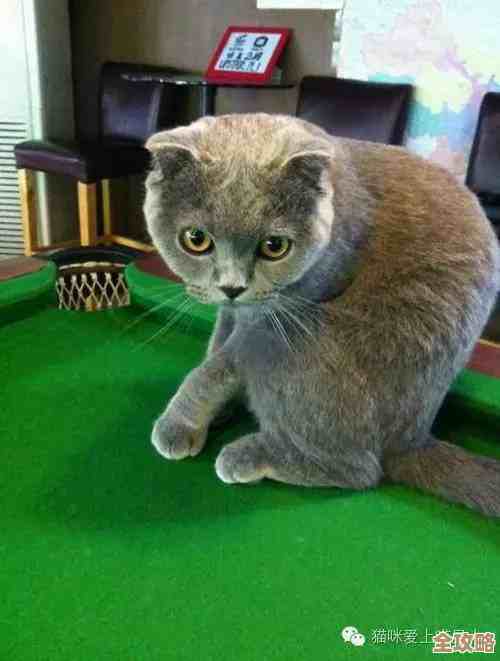 喵星猎人黑旋风护盾流亲测手感分享，套路不太死.