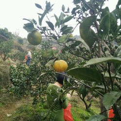 织梦森林果园种雪梨的那些实用小技巧,你可以先这么. 织梦森林果园种雪梨的那些实用小技巧,你可以先这么.