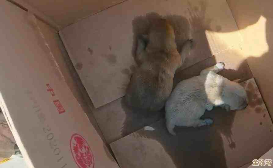 《失落城堡2》流浪骑士实战思路与烂操作避坑，讲讲我的常用打法…