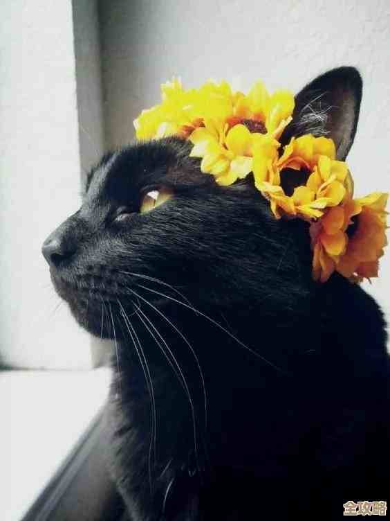 地下城与勇士猫咪装扮看着舒服还是奇怪，纠结中.