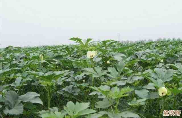 花老王翻开保卫向日葵植物图鉴，好多萌芽和坑.