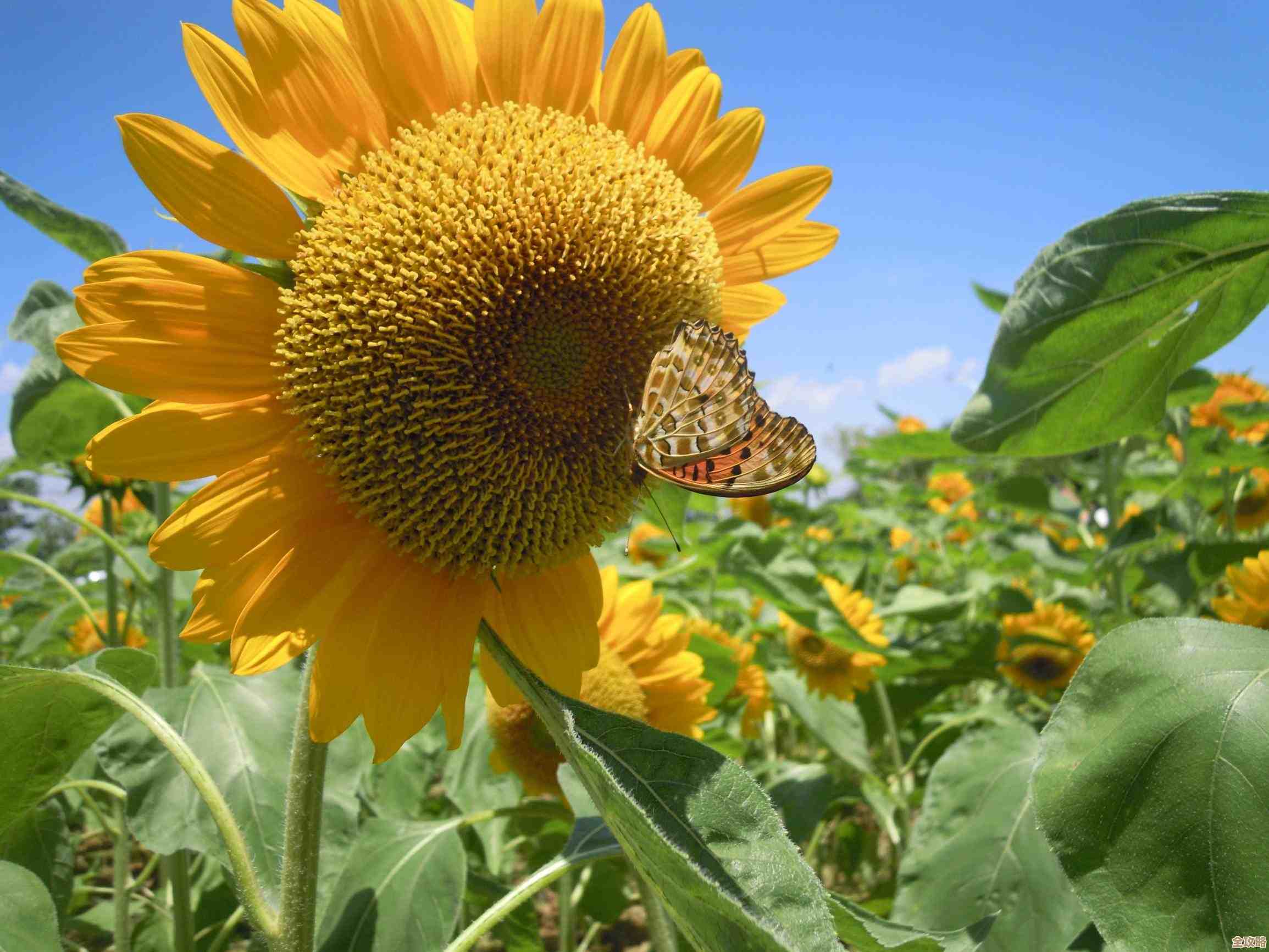 保卫向日葵传说植物强度一览，别光看技能说明