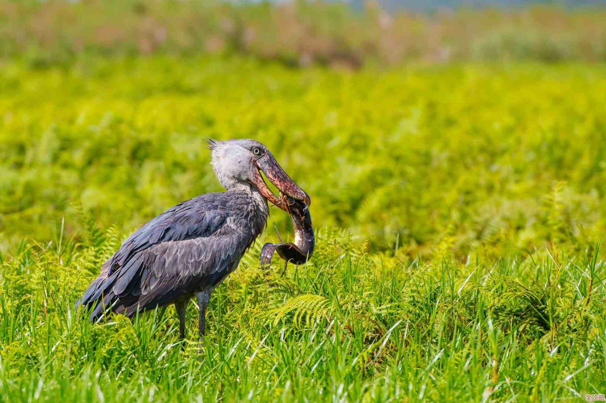 dnf远古图哪张是噩梦级别？队友都崩了