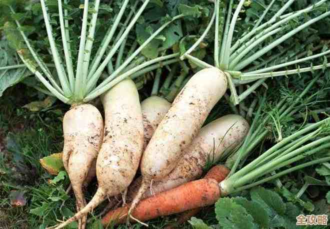 农谚头伏萝卜那句，说的萝卜是指地里能耐寒的那种吧…有点不太确定