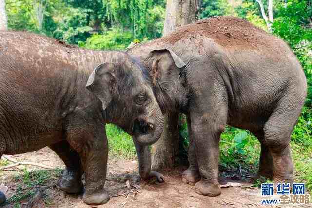 米姆米姆哈里拿大耳象的那些糟糕好运气和小技巧分享