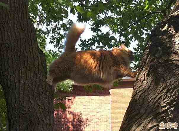 这些趣味双人猫咪游戏，随便挑几款就能笑出声.